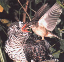 Das Pflegeelterndasein ist für diesen winzigen Vogel sehr beschwerlich.