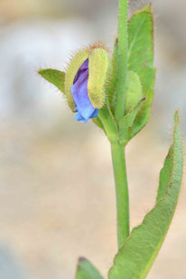 ヒマラヤの青いケシ(もうすぐ咲きます)