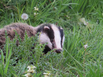 Badger cub - photo @AppletonWild