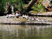 Gänsesäger - Foto: Walter Wimmer