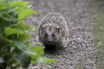 Igel - Foto: Christine Kuchem