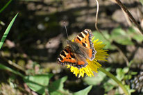 im NABU-Garten
