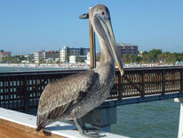 Bild: Pelikan auf der Fort Myers Fishing Pier