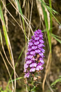 Bild: Madeira Orchidee (Madeira Knabenkraut)