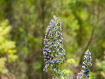 Bild: Blauer Natternkopf (Stolz von Madeira)