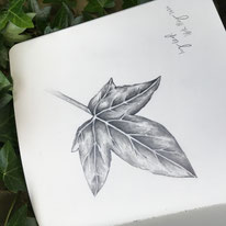 Ivy Leaf Hederahelix Sketch Drawing