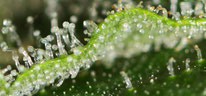 THC