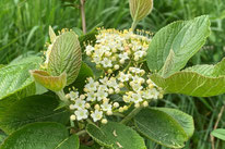 Gabionen, Steinkörbe, Eisen, Sichtschutz, , Amriswil, Gartenbau, Gärtner, Gartengestaltung, Lorandi