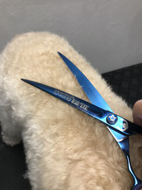 Scheren en knippen hond 