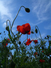 Ressourcez-vous! Ciel bleu et tulipes à la campagne!