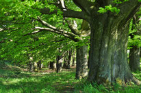NAJU Bäume Hutewald Allee Streuobstwiese Wald NABU Düren