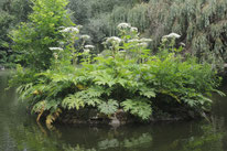 Neophyten Neobiota Pflanzen invasiv Riesen Bärenklau Herkulesstaude Heracleum mantegazzianum NABU Düren