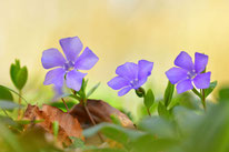Immergrün was blüht denn da Monatsversammlung Veranstaltung Fotovortrag Blumenfotografie NABU Düren