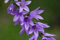 Ackerglockenblume