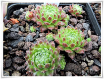 Sempervivum 'Braune Maus'