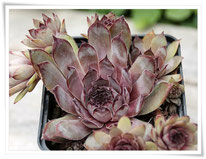 Sempervivum 'Blade of Steel'