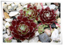 Sempervivum 'Blutstropf'