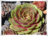 Sempervvium ' Buddah's Eye'