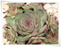 Sempervivum 'Brownspot Haven'