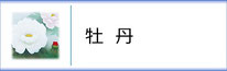 掛軸「牡丹」のページへ