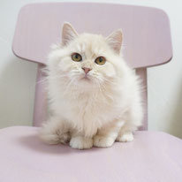 ミヌエット、女の子、クリーム＆ホワイト、ロングヘアー、短足