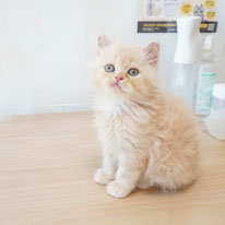 ミヌエット、男の子、クリーム＆ホワイト、ロングヘアー、短足