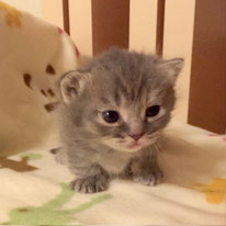 マンチカン　子猫　グレー