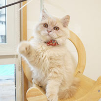 ミヌエット、男の子、クリーム＆ホワイト、ロングヘアー、短足