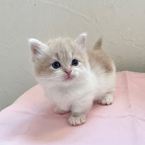 マンチカン　子猫　グレー