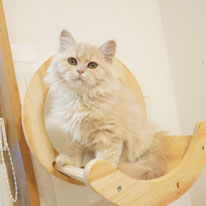 ミヌエット、女の子、クリーム＆ホワイト、ロングヘアー、長足