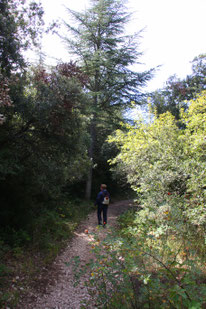 Bild: Wanderung Fôret des Cèdres Bonnieux