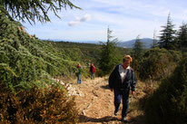 Bild: Wanderung Fôret des Cèdres, Zedernwald bei Bonnieux