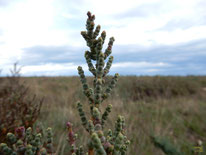 LA SALICORNIA