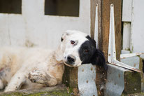Hunde für erfahrene Hände