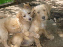 Welpen & Junghunde