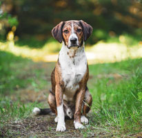 Hunde schon in Deutschland