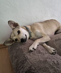 Hunde schon in Deutschland