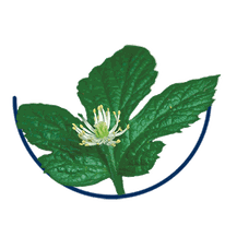 Hydrastis canadensis – Kanadische Gelbwurz