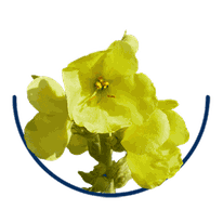 Verbascum densiflorum – Königskerze