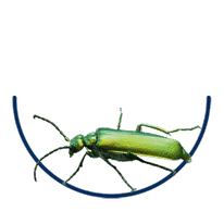 Lytta vesicatoria – Spanische Fliege