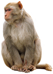 macaque berbere singe magot transparent image png detoure