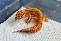 Nachzucht von Sari und Big RED