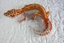 JBR Glow - SHT Tremper Albino Linienzucht