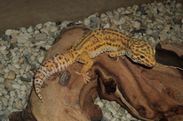 Luna - Der Beginn meiner Bell Albino Zucht