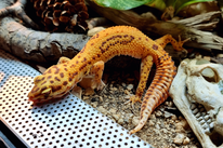 Nachzucht von Fire und Big RED