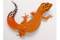 Green & Tangerine (Linienzucht von Mateusz Hajdas, Ultimate Gecko)