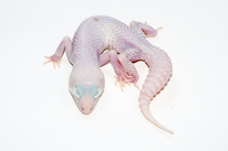 Diablo Blanco - Blizzard RAPTOR - Blizzard Tremper Albino Eclipse PS