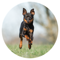 Hund Hamlet