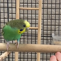 ティムタム＠セキセイインコ