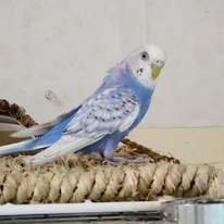 ソラちゃん(元エアリー)＠秩父セキセイ